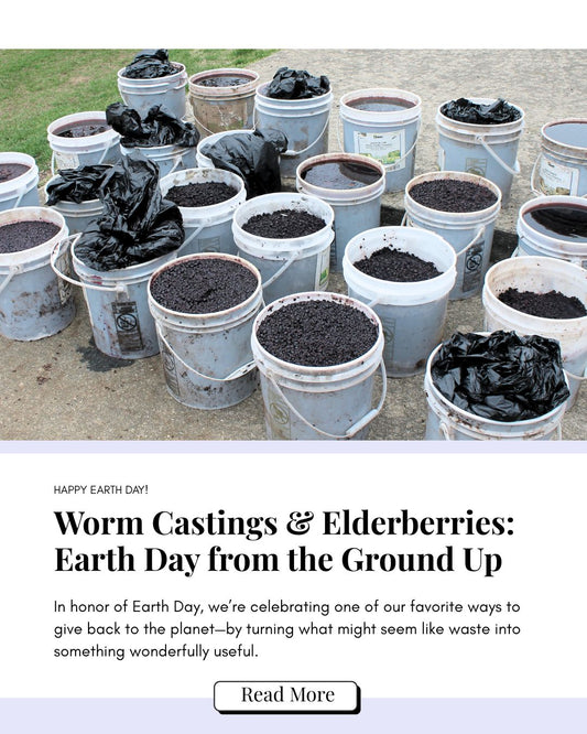 Worm castings & Elderberries: Earth Day from the Ground Up