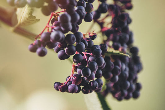 Elderberries…Where’s the Research?