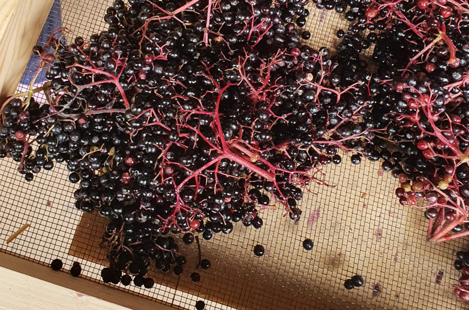 From farm to brew to table: Why our Elderberry Syrup is literally the best